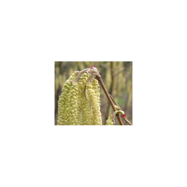 FINDHORN HAZEL (AVELLANO) 15 ML
