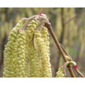 FINDHORN HAZEL (AVELLANO) 15 ML