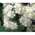 FINDHORN ROWAN (SERBAL) 15 ML