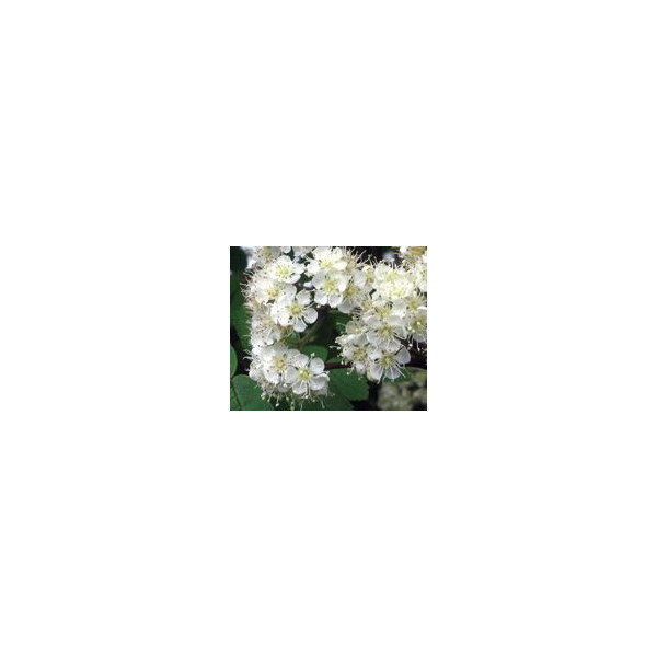 FINDHORN VALERIAN (VALERIANA) 15 ML