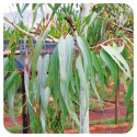 ACEITE ESENCIAL DE EUCALIPTO AZUL  BIO (EUCALYPTUS CITRIODORA) 10 CC PRANAROM