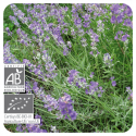 ACEITE ESENCIAL DE LAVANDA BIO (LAVANDULA ANGUSTIFOLIA) 10 CC PRANAROM