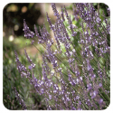 ACEITE ESENCIAL LAVANDIN SUPER (LAVANDULA INTERMEDIA CLONE SUPER) 10 CC PRANAROM