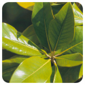 ACEITE ESENCIAL DE NARANJO AMARGO HOJA (CITRUS AURANTIUM) 10 CC PRANAROM