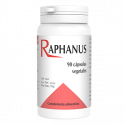 RAPHANUS 90 CAP