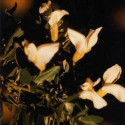 ATLANTIDA ESCOBON ESENCIA FLORAL 10 ML