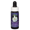 E.F. ANGEL'S TRUMPET 7,5 ML FES CALIFORNIA FES CALIFORNIA
