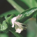 E.F. BASIL 30 ML. FES CALIFORNIA