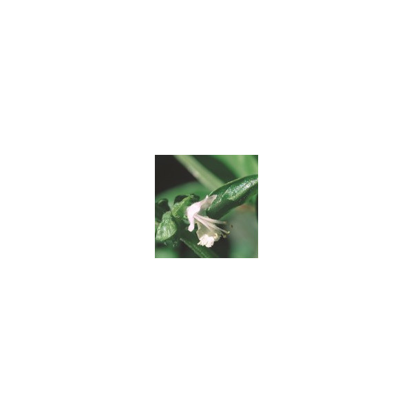 E.F. BASIL 7,5 ML. FES CALIFORNIA