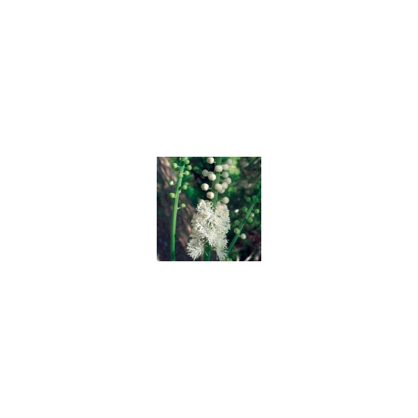 E.F. BLACK COHOSH 30 ML FES CALIFORNIA