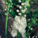 E.F. BLACK COHOSH 7,5 ML FES CALIFORNIA