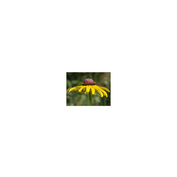 E.F. BLACK EYED SUSAN 30 ML FES CALIFORNIA