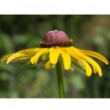 E.F. BLACK EYED SUSAN 7,5 ML FES CALIFORNIA