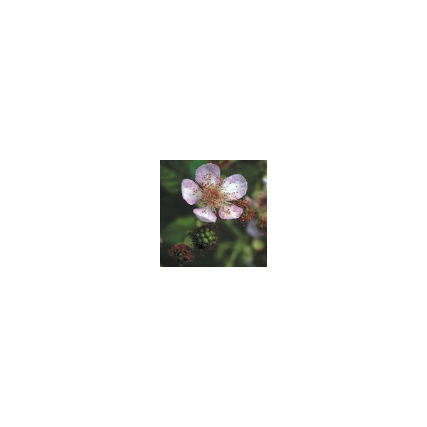 E.F. BLACKBERRY 7,5 ML FES CALIFORNIA