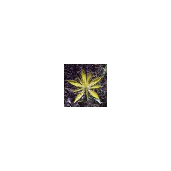 E.F. BLAZING STAR 7,5 ML. CALIFORNIA
