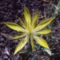 E.F. BLAZING STAR 7,5 ML. CALIFORNIA