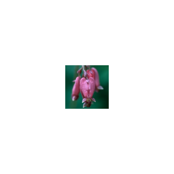 E.F. BLEEDING HEART 30 ML FES CALIFORNIA