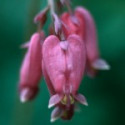 E.F. BLEEDING HEART 30 ML FES CALIFORNIA