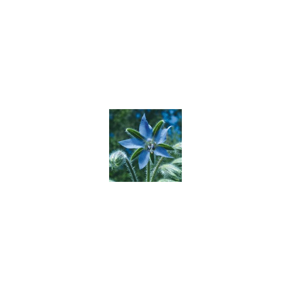 E.F. BORAGE 30 ML. FES CALIFORNIA