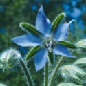 E.F. BORAGE 30 ML. FES CALIFORNIA