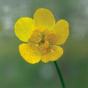 E.F. BUTTERCUP 30 ML FES CALIFORNIA