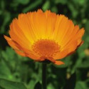 E.F. CALENDULA 30 ML FES CALIFORNIA