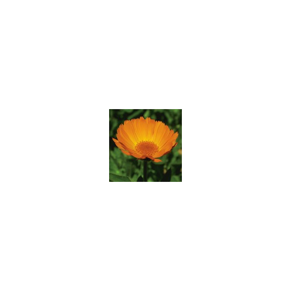 E.F. CALENDULA 7,5 ML FES CALIFORNIA