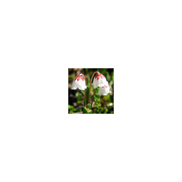 E.F. CASSIOPE 30 ML. FES CALIFORNIA