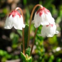 E.F. CASSIOPE 7,5 ML. FES CALIFORNIA