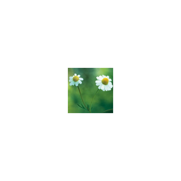 E.F. CHAMOMILE 7,5 ML FES CALIFORNIA