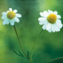 E.F. CHAMOMILE 7,5 ML FES CALIFORNIA