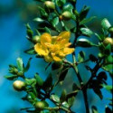 E.F. CHAPARRAL 30 ML FES CALIFORNIA