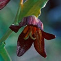 E.F. CHOCOLATE LILY 30 ML. FES CALIFORNIA