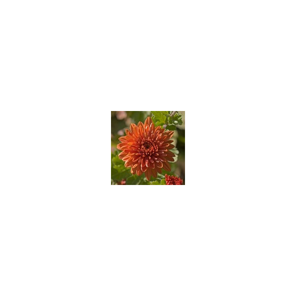 E.F. CHRYSANTHEMUM 7,5 ML FES CALIFORNIA