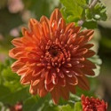 E.F. CHRYSANTHEMUM 7,5 ML FES CALIFORNIA