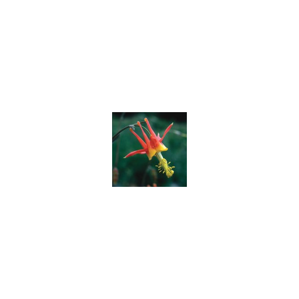 E.F. COLUMBINE 30 ML. FES CALIFORNIA