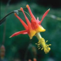 E.F. COLUMBINE 7,5 ML. FES CALIFORNIA