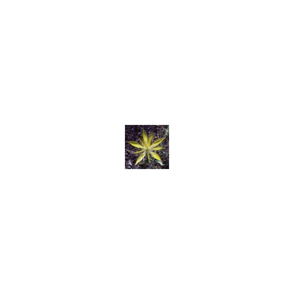 E.F. BLAZING STAR 30 ML. FES CALIFORNIA
