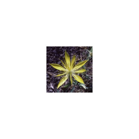 E.F. BLAZING STAR 30 ML. FES CALIFORNIA