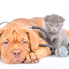 Nom: Veterinaris