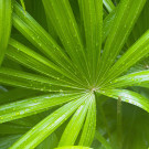Saw Palmetto