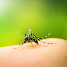 Picaduras mosquitos